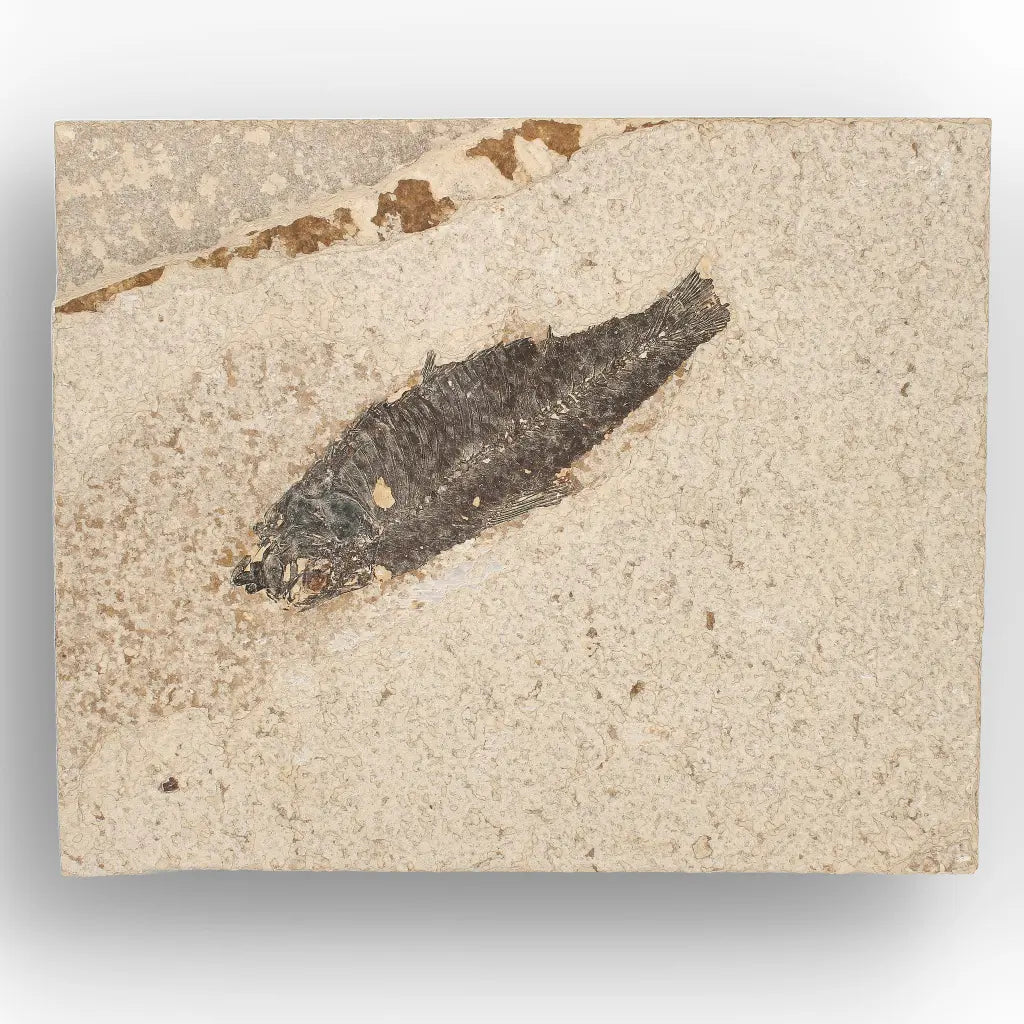 Get your Knightia Fossil Fish from Green River Formation Wyoming online now or in store at Forever Gems in Franschhoek, South Africa