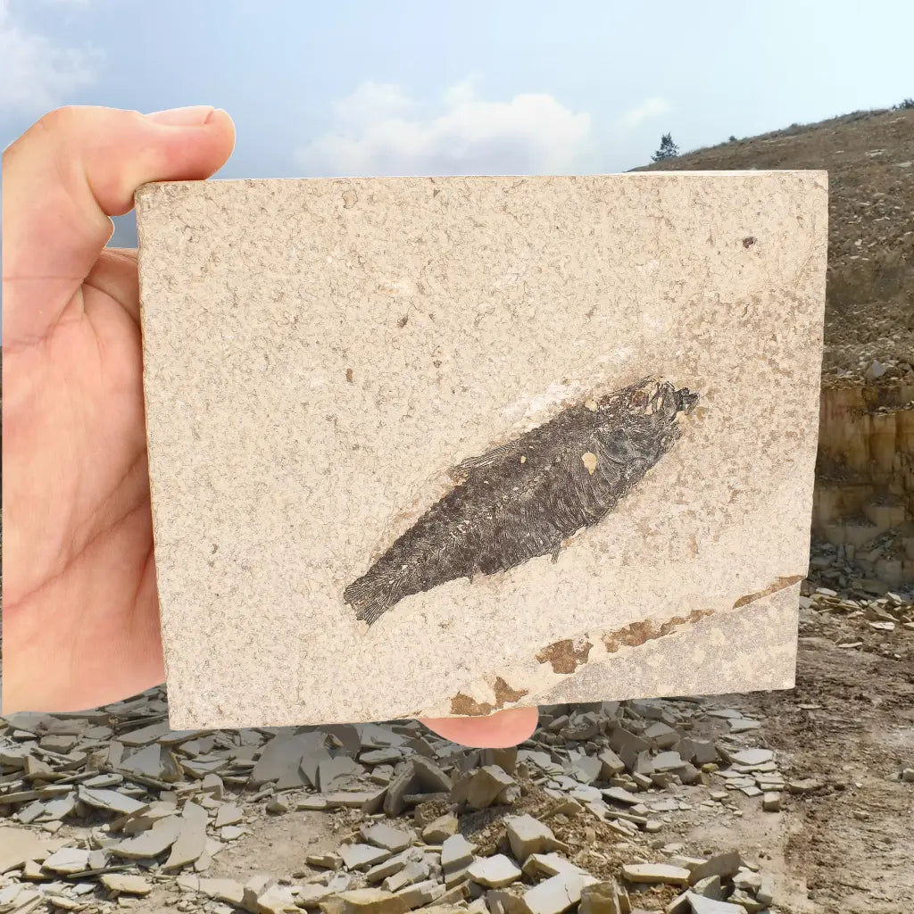 Get your Knightia Fossil Fish from Green River Formation Wyoming online now or in store at Forever Gems in Franschhoek, South Africa