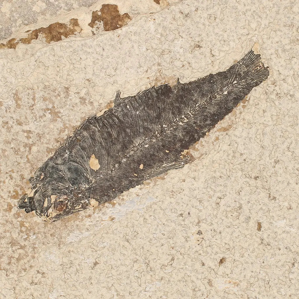 Get your Knightia Fossil Fish from Green River Formation Wyoming online now or in store at Forever Gems in Franschhoek, South Africa