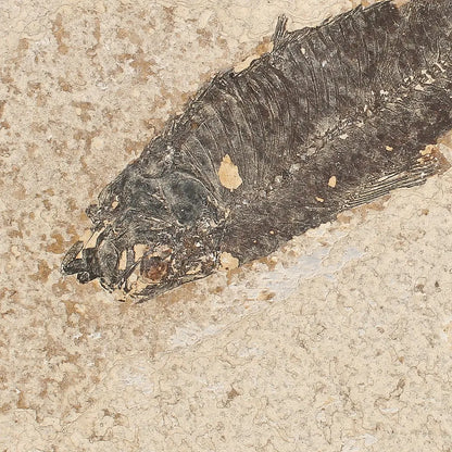 Get your Knightia Fossil Fish from Green River Formation Wyoming online now or in store at Forever Gems in Franschhoek, South Africa