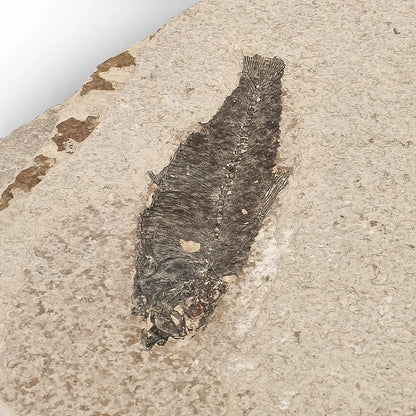 Get your Knightia Fossil Fish from Green River Formation Wyoming online now or in store at Forever Gems in Franschhoek, South Africa