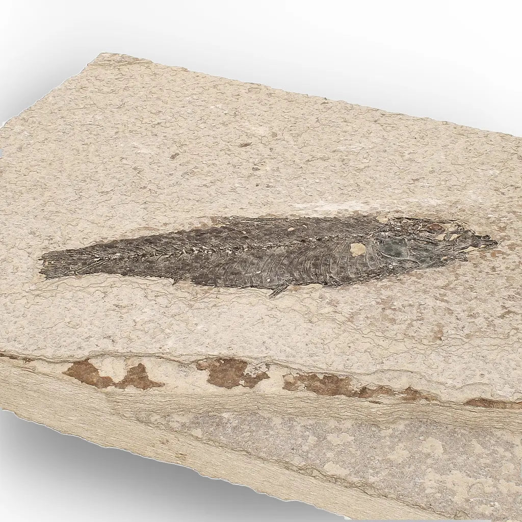 Get your Knightia Fossil Fish from Green River Formation Wyoming online now or in store at Forever Gems in Franschhoek, South Africa
