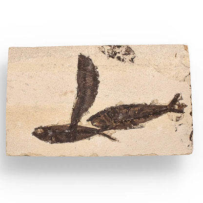 Buy your Authentic Fish Fossil – Exquisite Detail from Earth’s Ancient Waters! online now or in store at Forever Gems in Franschhoek, South Africa
