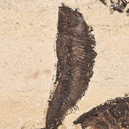 Buy your Authentic Fish Fossil – Exquisite Detail from Earth’s Ancient Waters! online now or in store at Forever Gems in Franschhoek, South Africa