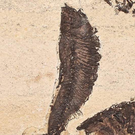 Buy your Authentic Fish Fossil – Exquisite Detail from Earth’s Ancient Waters! online now or in store at Forever Gems in Franschhoek, South Africa