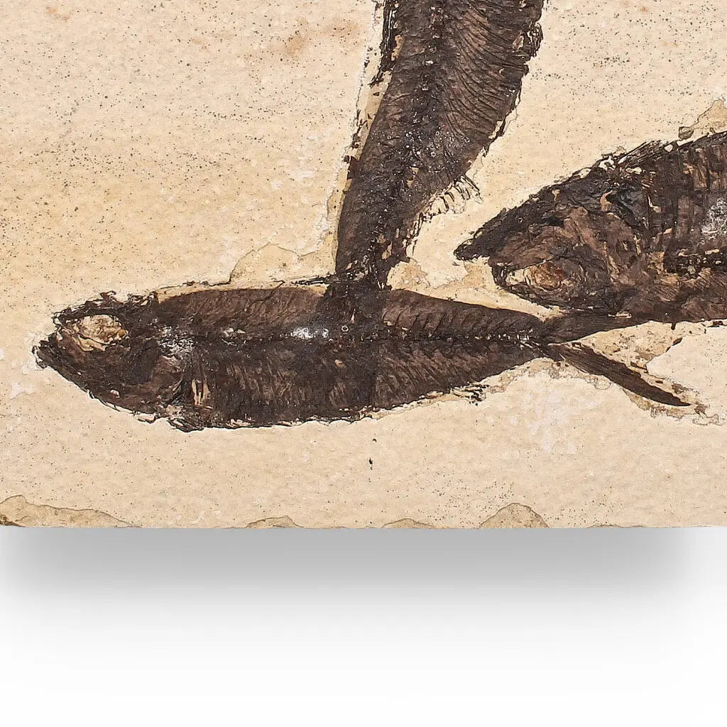Buy your Authentic Fish Fossil – Exquisite Detail from Earth’s Ancient Waters! online now or in store at Forever Gems in Franschhoek, South Africa