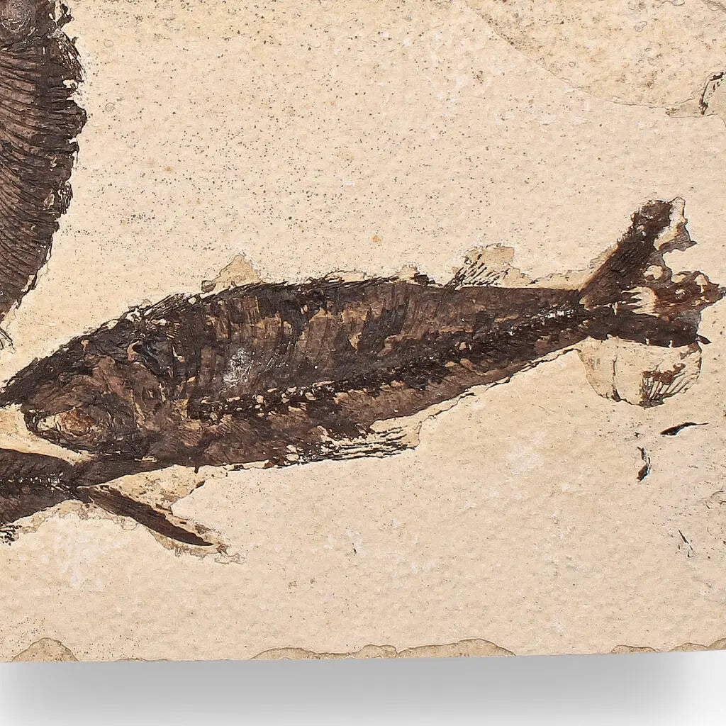 Buy your Authentic Fish Fossil – Exquisite Detail from Earth’s Ancient Waters! online now or in store at Forever Gems in Franschhoek, South Africa