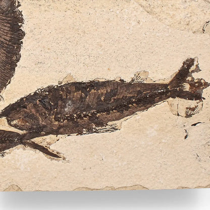 Buy your Authentic Fish Fossil – Exquisite Detail from Earth’s Ancient Waters! online now or in store at Forever Gems in Franschhoek, South Africa