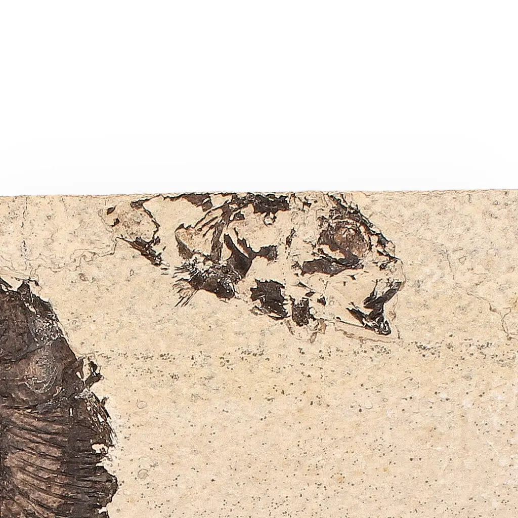 Buy your Authentic Fish Fossil – Exquisite Detail from Earth’s Ancient Waters! online now or in store at Forever Gems in Franschhoek, South Africa