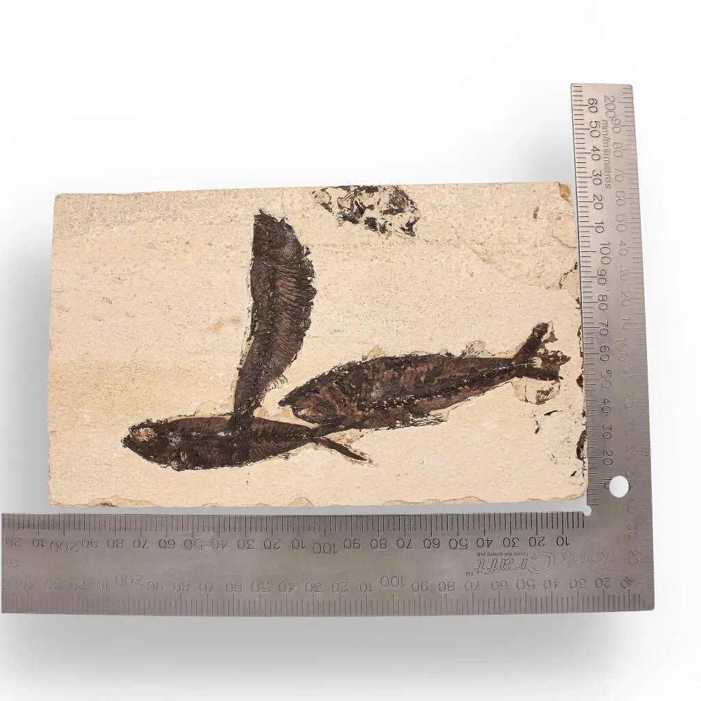 Buy your Authentic Fish Fossil – Exquisite Detail from Earth’s Ancient Waters! online now or in store at Forever Gems in Franschhoek, South Africa