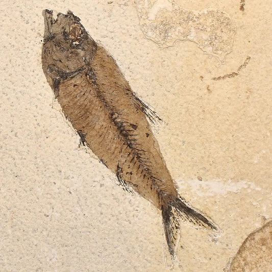 Buy your Authentic Fish Fossil – A Mesmerizing Glimpse into the Eocene Era! online now or in store at Forever Gems in Franschhoek, South Africa