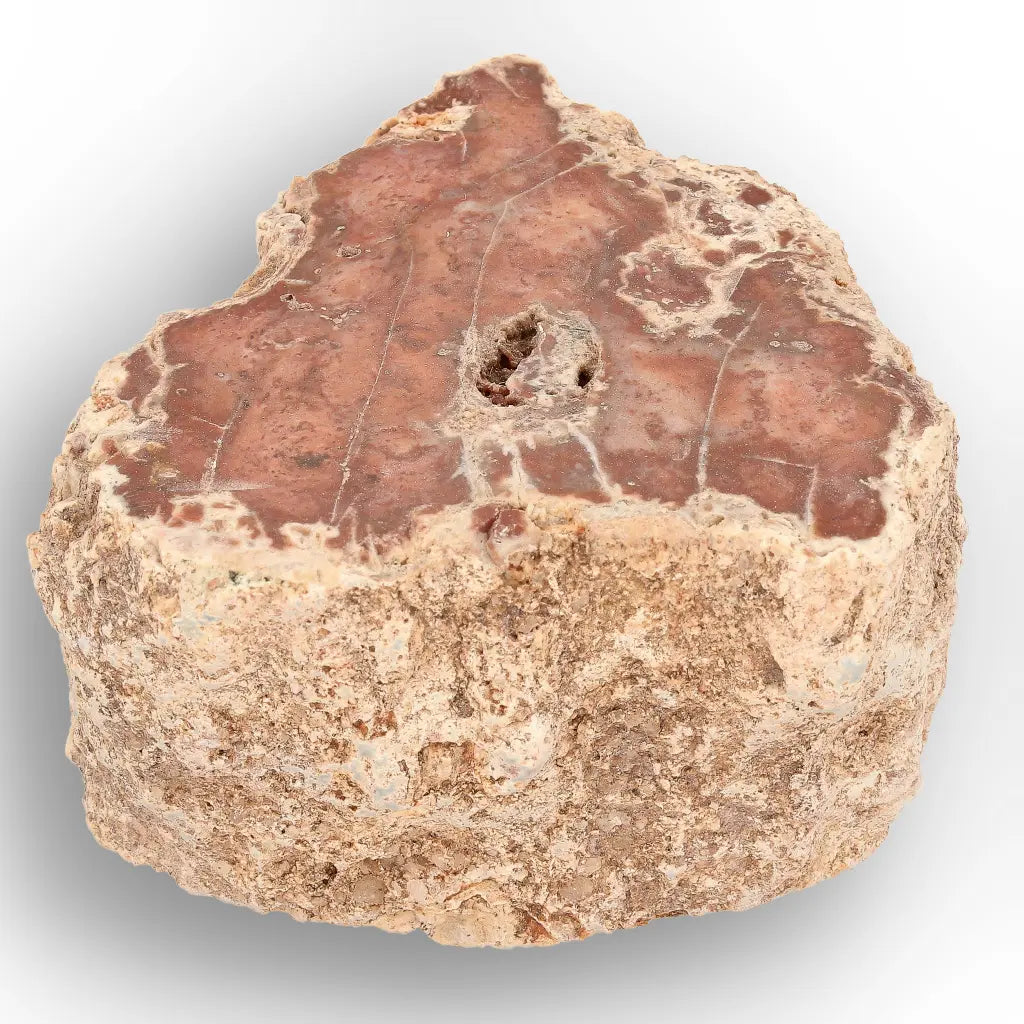 Get your Small Petrified Wood Branch from Ambilobe Madagascar – Natural Fossil Wood with Polished Face online now or in store at Forever Gems in Franschhoek, South Africa
