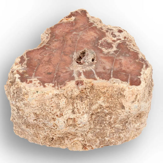 Get your Small Petrified Wood Branch from Ambilobe Madagascar – Natural Fossil Wood with Polished Face online now or in store at Forever Gems in Franschhoek, South Africa