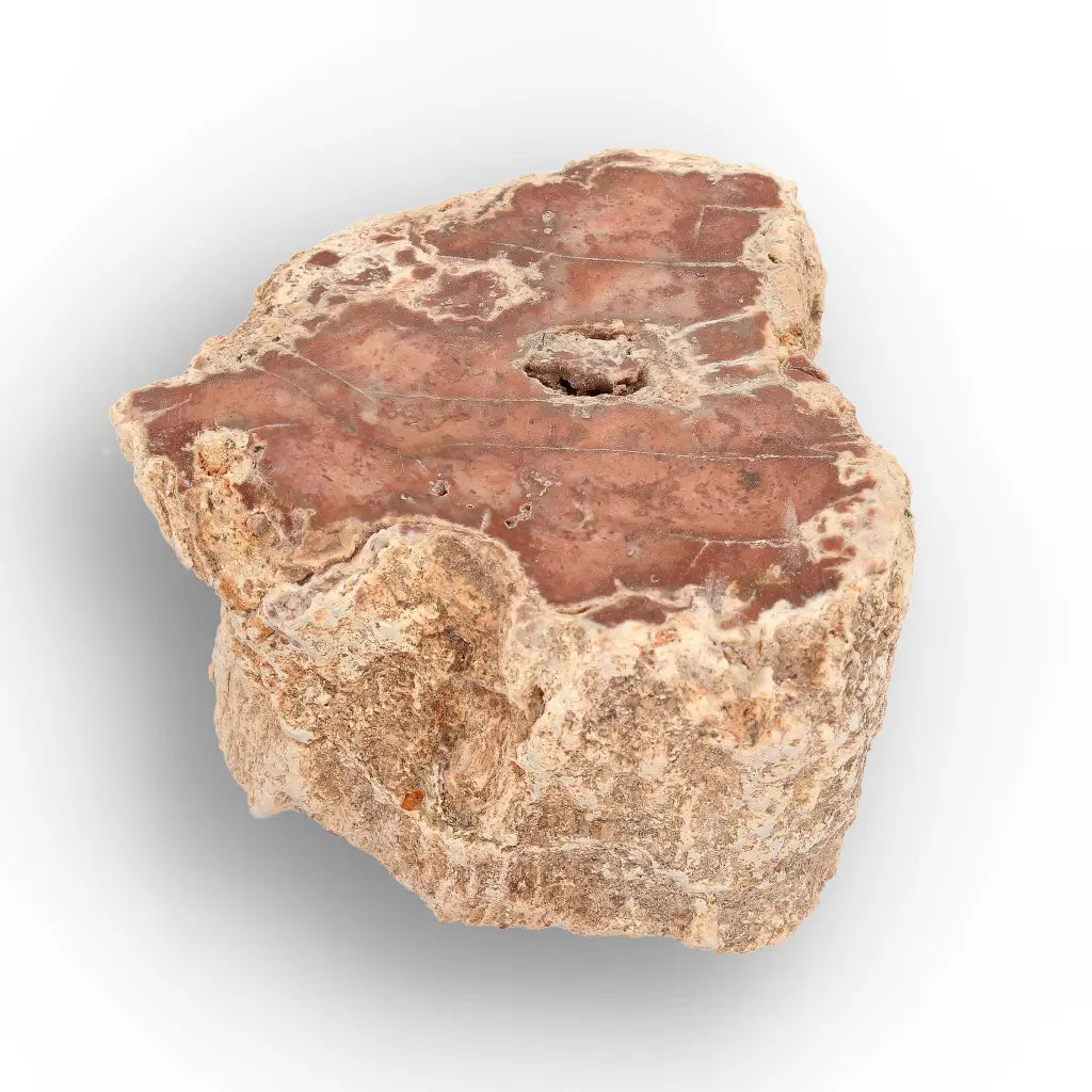 Get your Small Petrified Wood Branch from Ambilobe Madagascar – Natural Fossil Wood with Polished Face online now or in store at Forever Gems in Franschhoek, South Africa
