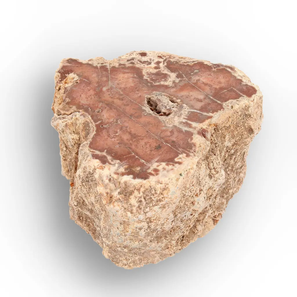 Get your Small Petrified Wood Branch from Ambilobe Madagascar – Natural Fossil Wood with Polished Face online now or in store at Forever Gems in Franschhoek, South Africa