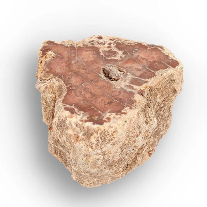 Get your Small Petrified Wood Branch from Ambilobe Madagascar – Natural Fossil Wood with Polished Face online now or in store at Forever Gems in Franschhoek, South Africa