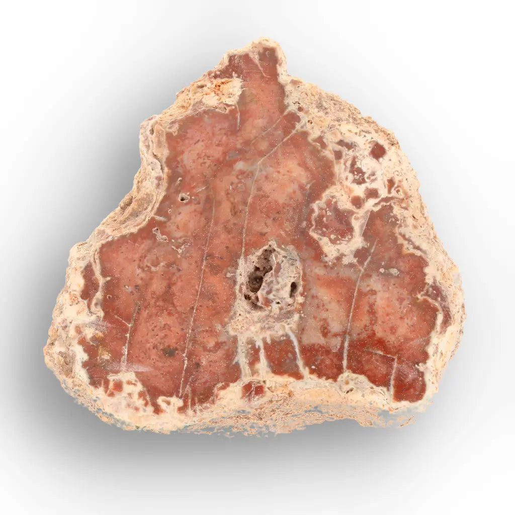Get your Small Petrified Wood Branch from Ambilobe Madagascar – Natural Fossil Wood with Polished Face online now or in store at Forever Gems in Franschhoek, South Africa