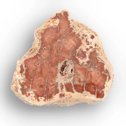 Get your Small Petrified Wood Branch from Ambilobe Madagascar – Natural Fossil Wood with Polished Face online now or in store at Forever Gems in Franschhoek, South Africa