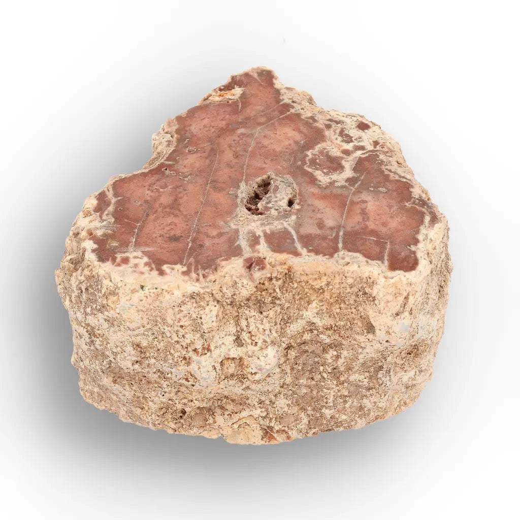 Get your Small Petrified Wood Branch from Ambilobe Madagascar – Natural Fossil Wood with Polished Face online now or in store at Forever Gems in Franschhoek, South Africa