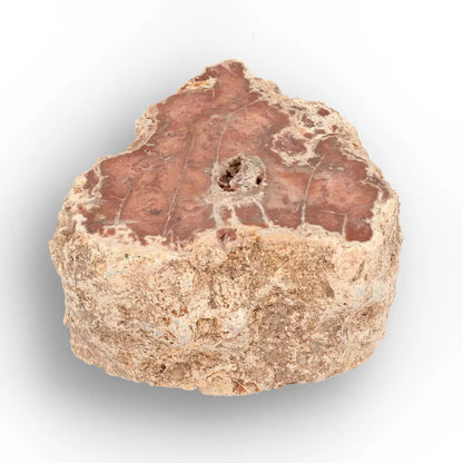 Get your Small Petrified Wood Branch from Ambilobe Madagascar – Natural Fossil Wood with Polished Face online now or in store at Forever Gems in Franschhoek, South Africa