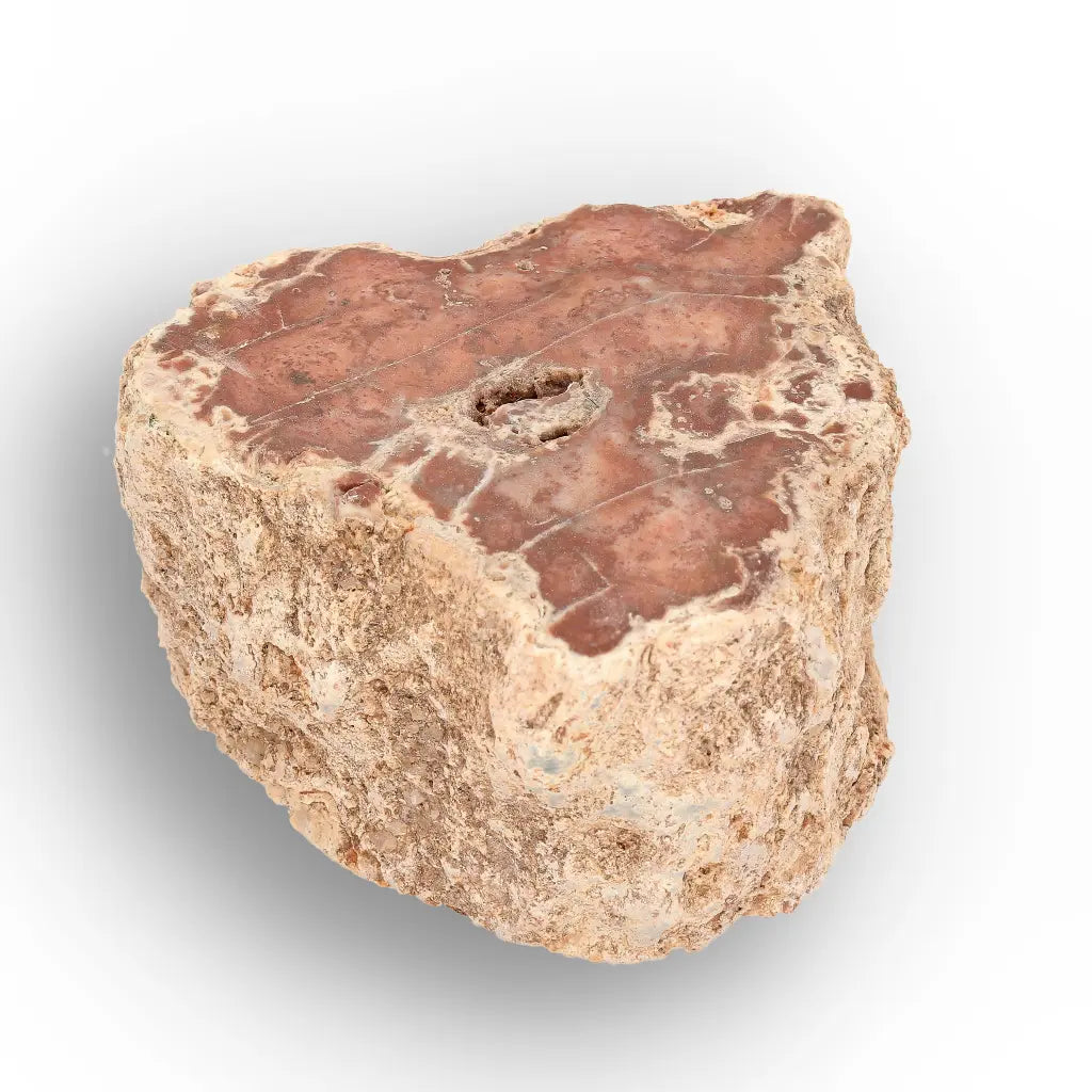 Get your Small Petrified Wood Branch from Ambilobe Madagascar – Natural Fossil Wood with Polished Face online now or in store at Forever Gems in Franschhoek, South Africa