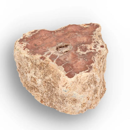 Get your Small Petrified Wood Branch from Ambilobe Madagascar – Natural Fossil Wood with Polished Face online now or in store at Forever Gems in Franschhoek, South Africa