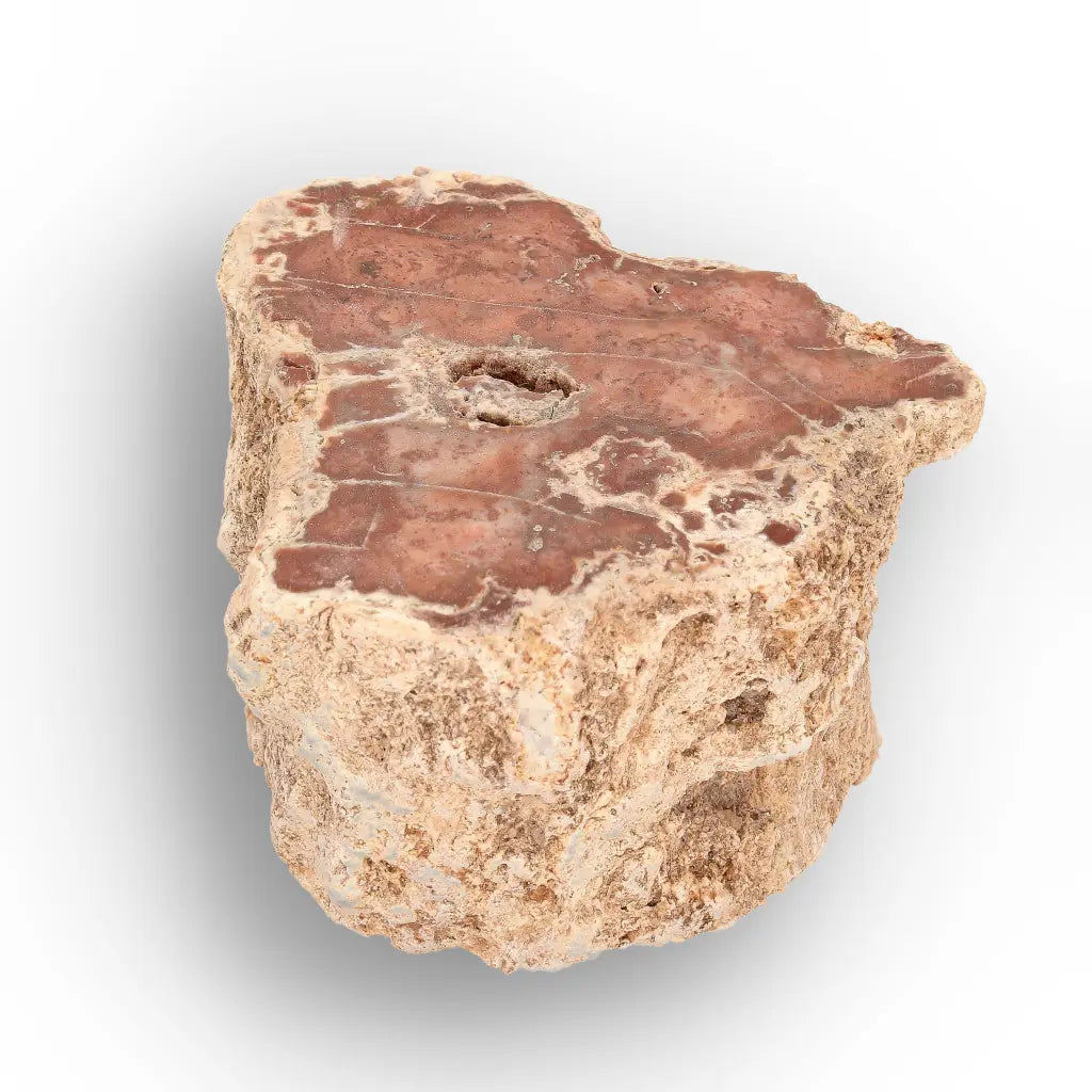 Get your Small Petrified Wood Branch from Ambilobe Madagascar – Natural Fossil Wood with Polished Face online now or in store at Forever Gems in Franschhoek, South Africa