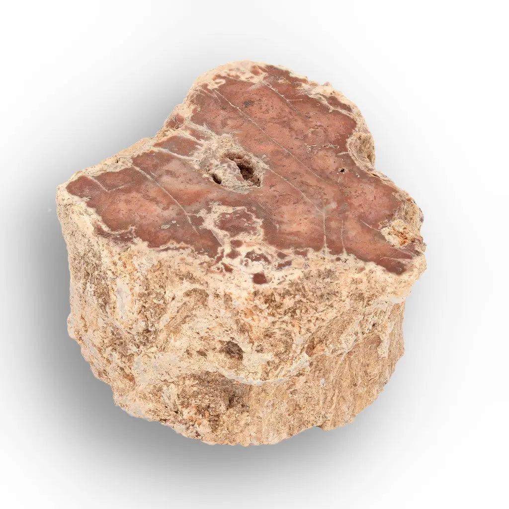 Get your Small Petrified Wood Branch from Ambilobe Madagascar – Natural Fossil Wood with Polished Face online now or in store at Forever Gems in Franschhoek, South Africa