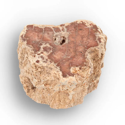 Get your Small Petrified Wood Branch from Ambilobe Madagascar – Natural Fossil Wood with Polished Face online now or in store at Forever Gems in Franschhoek, South Africa