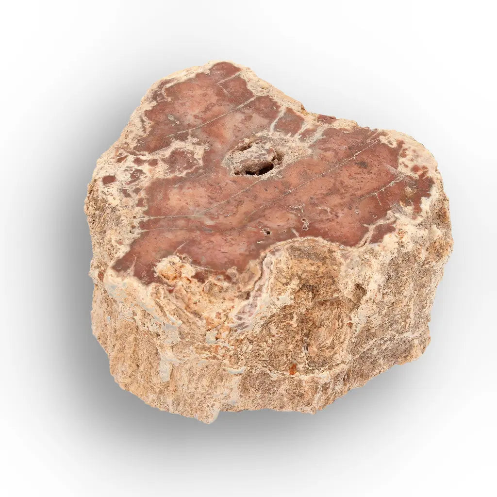 Get your Small Petrified Wood Branch from Ambilobe Madagascar – Natural Fossil Wood with Polished Face online now or in store at Forever Gems in Franschhoek, South Africa