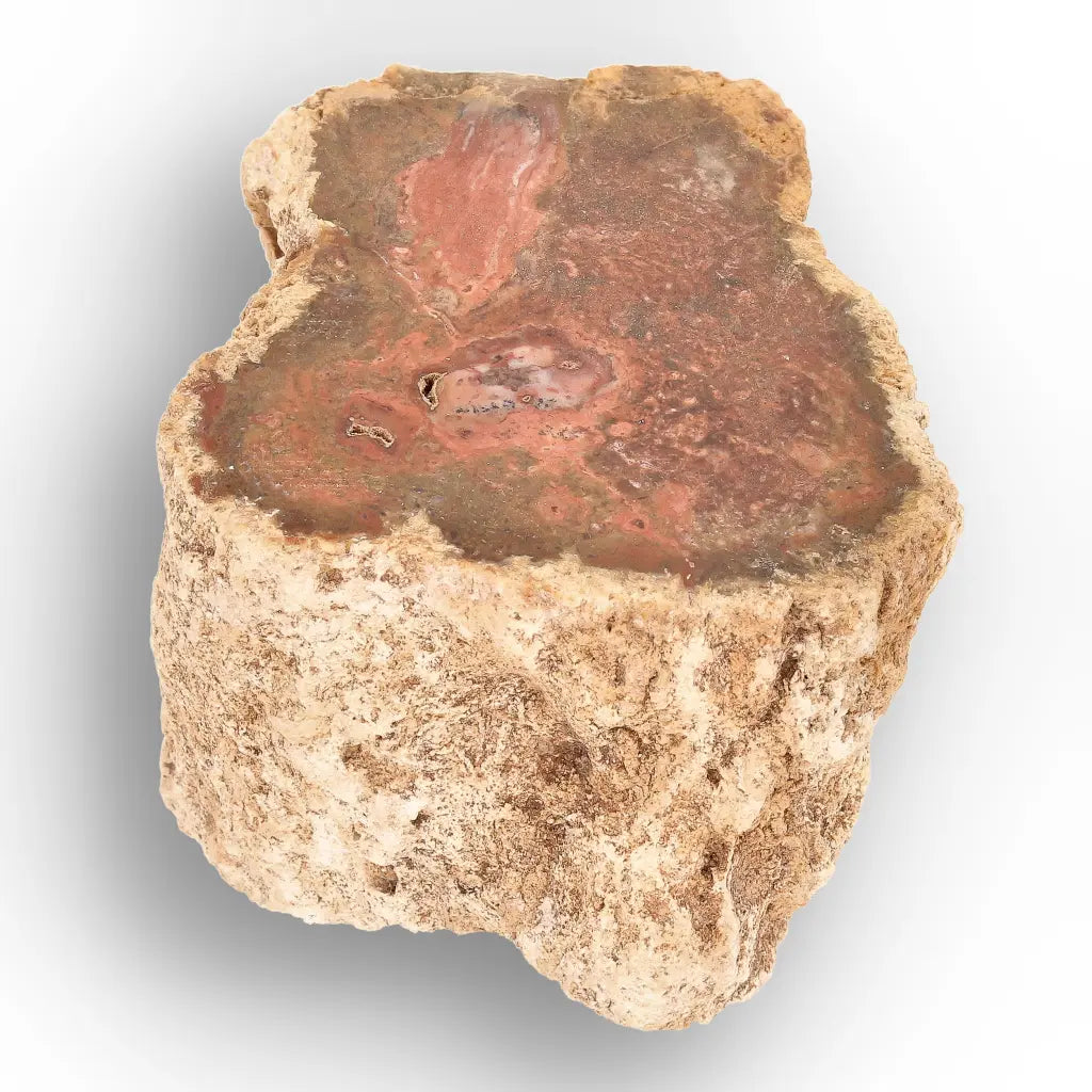 Get your Small Petrified Wood Branch from Ambilobe Madagascar – Natural Fossil Wood with Polished End online now or in store at Forever Gems in Franschhoek, South Africa