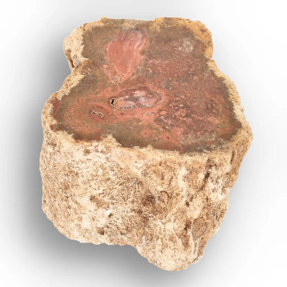 Get your Small Petrified Wood Branch from Ambilobe Madagascar – Natural Fossil Wood with Polished End online now or in store at Forever Gems in Franschhoek, South Africa