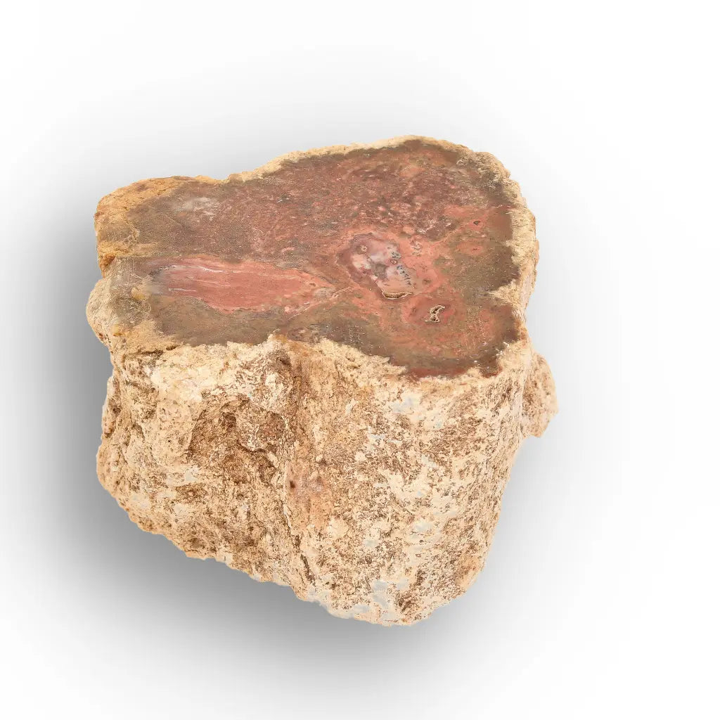 Get your Small Petrified Wood Branch from Ambilobe Madagascar – Natural Fossil Wood with Polished End online now or in store at Forever Gems in Franschhoek, South Africa