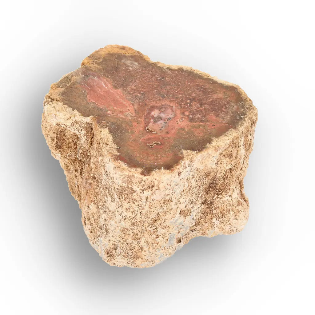 Get your Small Petrified Wood Branch from Ambilobe Madagascar – Natural Fossil Wood with Polished End online now or in store at Forever Gems in Franschhoek, South Africa