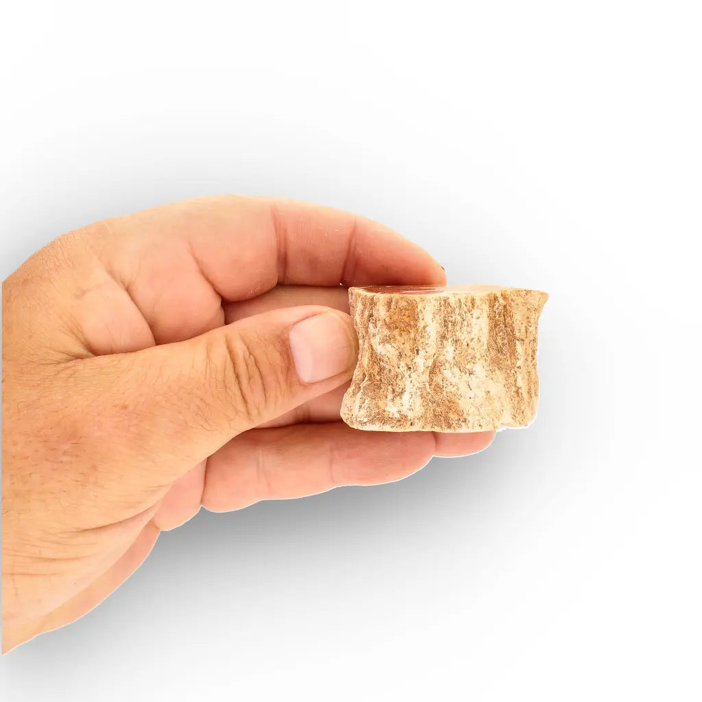 Get your Small Petrified Wood Branch from Ambilobe Madagascar – Natural Fossil Wood with Polished End online now or in store at Forever Gems in Franschhoek, South Africa