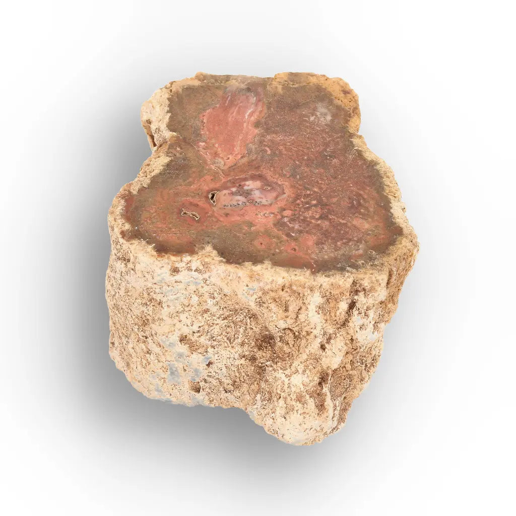 Get your Small Petrified Wood Branch from Ambilobe Madagascar – Natural Fossil Wood with Polished End online now or in store at Forever Gems in Franschhoek, South Africa