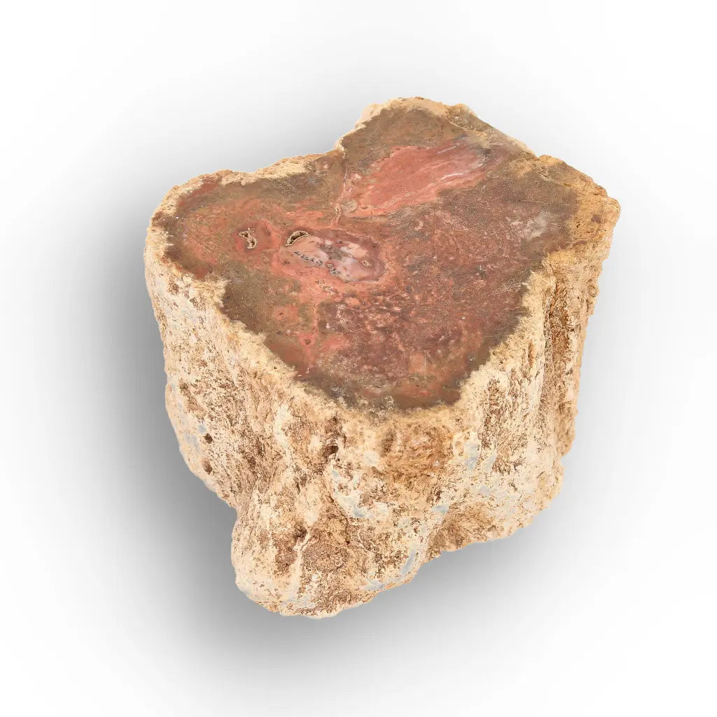 Get your Small Petrified Wood Branch from Ambilobe Madagascar – Natural Fossil Wood with Polished End online now or in store at Forever Gems in Franschhoek, South Africa