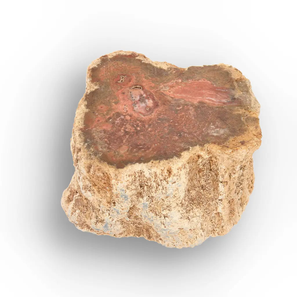 Get your Small Petrified Wood Branch from Ambilobe Madagascar – Natural Fossil Wood with Polished End online now or in store at Forever Gems in Franschhoek, South Africa