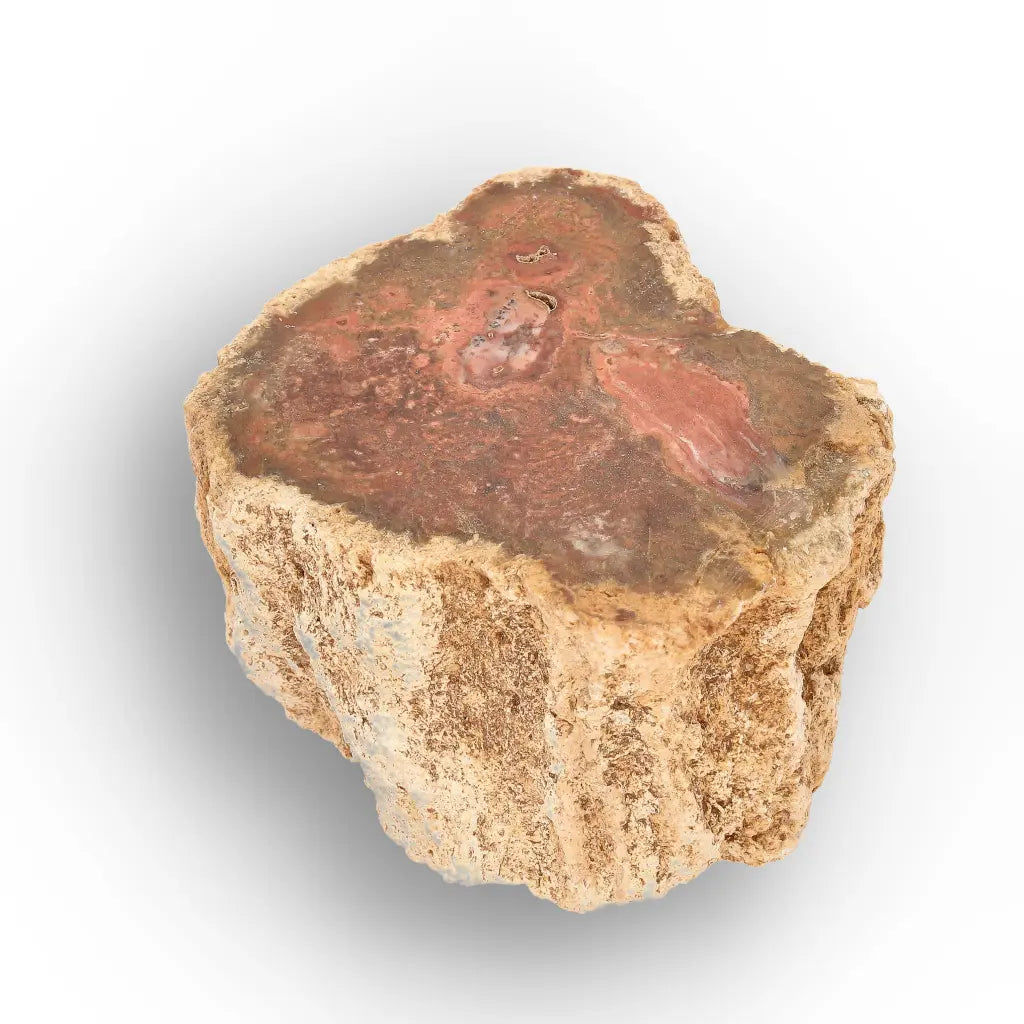 Get your Small Petrified Wood Branch from Ambilobe Madagascar – Natural Fossil Wood with Polished End online now or in store at Forever Gems in Franschhoek, South Africa