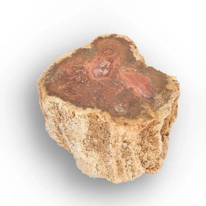 Get your Small Petrified Wood Branch from Ambilobe Madagascar – Natural Fossil Wood with Polished End online now or in store at Forever Gems in Franschhoek, South Africa