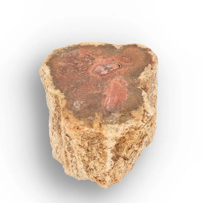 Get your Small Petrified Wood Branch from Ambilobe Madagascar – Natural Fossil Wood with Polished End online now or in store at Forever Gems in Franschhoek, South Africa