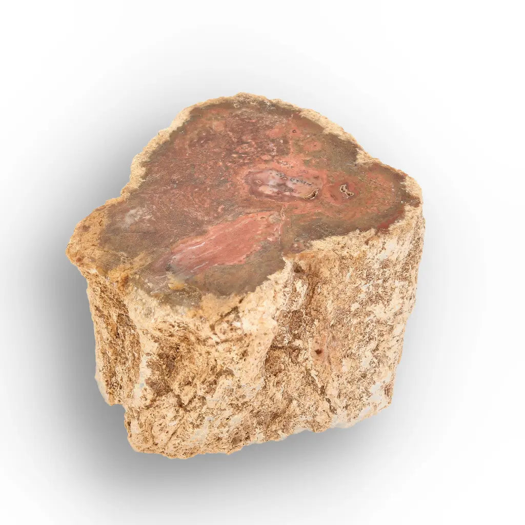 Get your Small Petrified Wood Branch from Ambilobe Madagascar – Natural Fossil Wood with Polished End online now or in store at Forever Gems in Franschhoek, South Africa