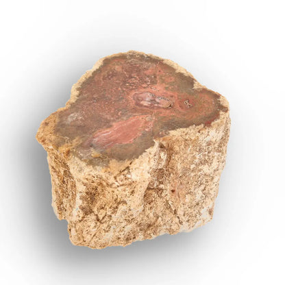 Get your Small Petrified Wood Branch from Ambilobe Madagascar – Natural Fossil Wood with Polished End online now or in store at Forever Gems in Franschhoek, South Africa