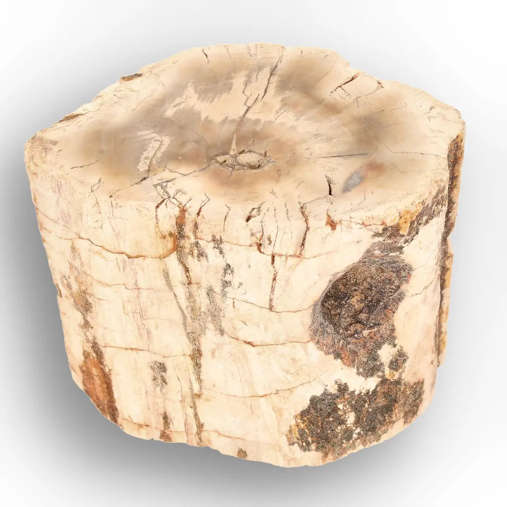 Get your Small Petrified Wood Branch from Ambilobe Madagascar Fossil Wood online now or in store at Forever Gems in Franschhoek, South Africa