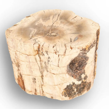 Get your Small Petrified Wood Branch from Ambilobe Madagascar Fossil Wood online now or in store at Forever Gems in Franschhoek, South Africa