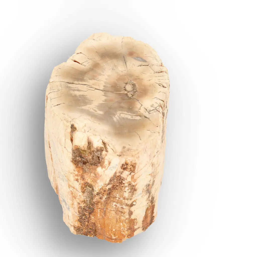 Get your Small Petrified Wood Branch from Ambilobe Madagascar Fossil Wood online now or in store at Forever Gems in Franschhoek, South Africa