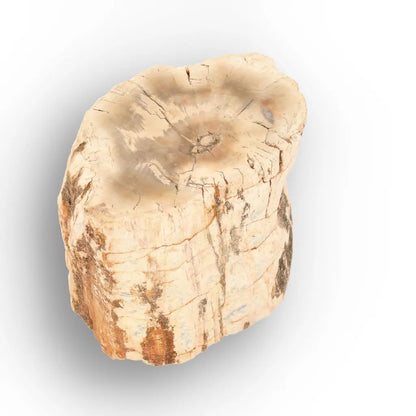 Get your Small Petrified Wood Branch from Ambilobe Madagascar Fossil Wood online now or in store at Forever Gems in Franschhoek, South Africa