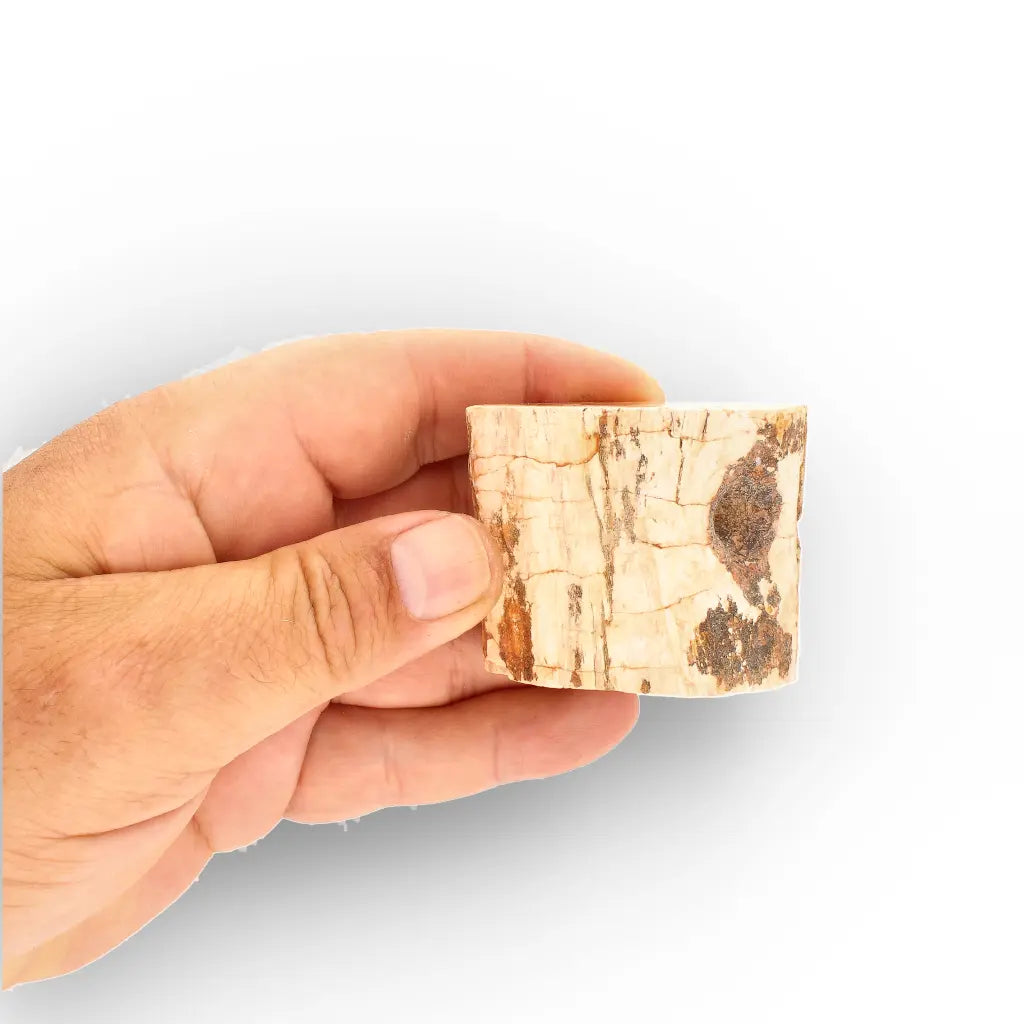 Get your Small Petrified Wood Branch from Ambilobe Madagascar Fossil Wood online now or in store at Forever Gems in Franschhoek, South Africa
