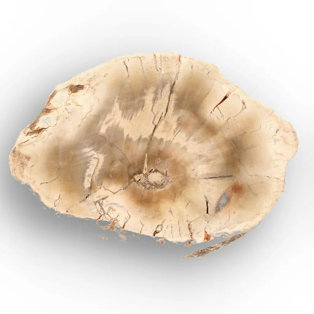 Get your Small Petrified Wood Branch from Ambilobe Madagascar Fossil Wood online now or in store at Forever Gems in Franschhoek, South Africa