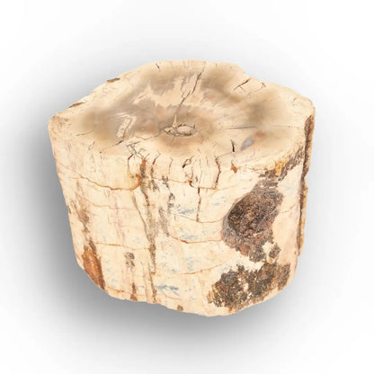 Get your Small Petrified Wood Branch from Ambilobe Madagascar Fossil Wood online now or in store at Forever Gems in Franschhoek, South Africa